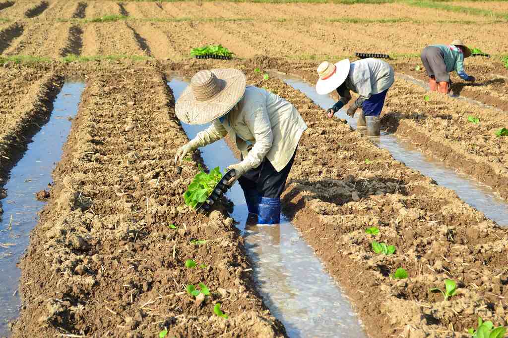 quais são os tipos de tabaco